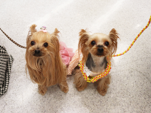 ☆モデル犬の里帰り☆～ピンキーちゃん・クッピーちゃん～